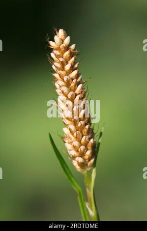 Ladysthumb, Rhénanie du Nord-Westphalie, Allemagne (Polygonum persicaria) Banque D'Images