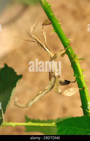 Bâton de marche, insecte de bâton de Maclaey, insecte de bâton de Spiney, insecte de bâton de Prickly géant (Extatosoma tiaratum) Banque D'Images