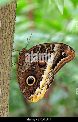 Hibou géant à bords jaunes (Caligo atreus) papillon hibou, latéral Banque D'Images