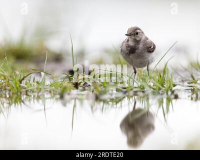 Wagtail blanc (Motacilla alba) juvénile debout dans l'herbe , Banque D'Images