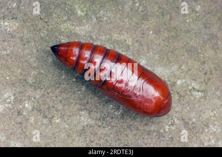 Grand sous-aile jaune (Noctua pronuba), pupe, Rhénanie du Nord-Westphalie, libérable, Allemagne Banque D'Images