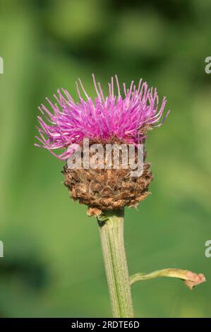 Russe (Rhaponticum carthamoides) Leuzea (Leuzea carthamoides), racine marale Banque D'Images