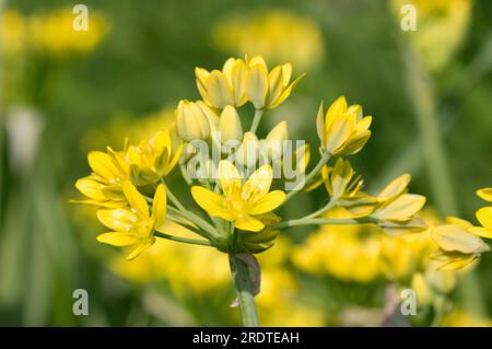 Ail doré (Allium moly), oignon jaune, poireau Liliy Banque D'Images