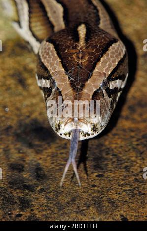 Python indien foncé (Python molurus bivittatus), scintille sa langue Banque D'Images