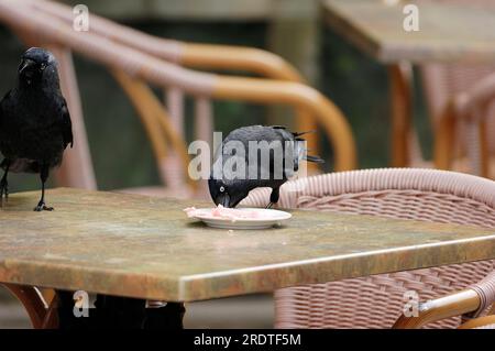 Jackdaw (Coloeus monedula) (Corvus monedula) mangeant dans une assiette sur table, Rhénanie du Nord-Westphalie, Allemagne Banque D'Images