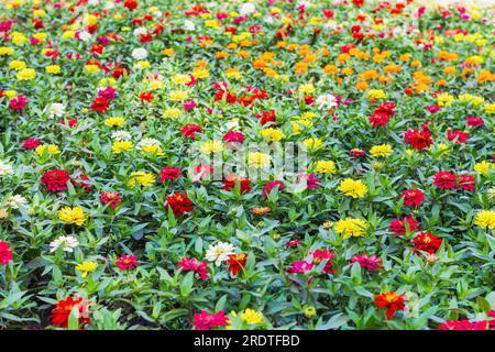 Fleurs multicolores, vue latérale.plein lit de fleurs, contenant des fleurs roses, jaunes, bleues et oranges dans le trottoir, dans blur.floral summer background.Lush su Banque D'Images