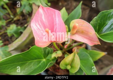 Fleur d'anthurium rose dans le jardin. Mise au point sélective. Banque D'Images