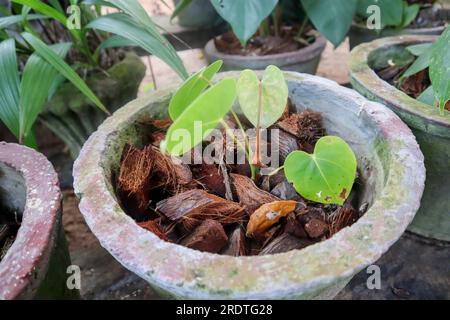 Noix de coco râpée dans un pot avec plante anthurienne Banque D'Images