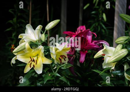 lilium jaune Conca d'Or et November Rain (jardin du ruisseau de l'église 2023) Banque D'Images