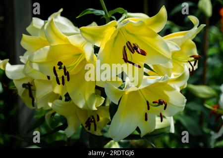 lilium jaune Conca d'Or (jardin du ruisseau de l'église 2023) Banque D'Images