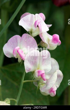 Pois éternels, pois vivaces (Lathyrus latifolius) Banque D'Images