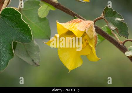California Fremontia (Fremontodendron californicum), California Flannelbush, Sterculioideae Banque D'Images