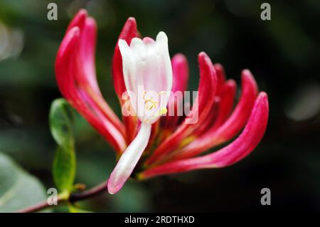 Chèvrefeuille italienne, Rhénanie du Nord-Westphalie, Allemagne, chèvrefeuille Perfolié (Lonicera caprifolium) Banque D'Images