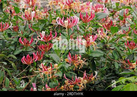 Chèvrefeuille italienne, Rhénanie du Nord-Westphalie, Allemagne, chèvrefeuille Perfolié (Lonicera caprifolium) Banque D'Images