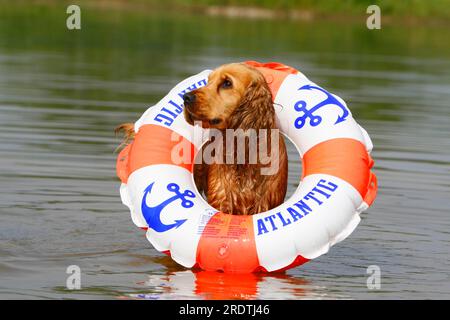 Cocker Spaniel anglais avec panier de natation, Cocker Spaniel anglais, mouillé Banque D'Images