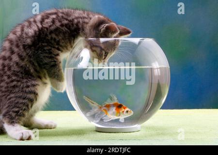 Chat domestique, chaton et poisson rouge dans un bol de poisson rouge Banque D'Images