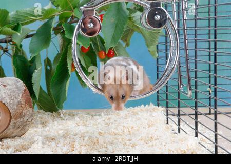 Hamster doré (Mesocricetus auratus) en roue, roue de hamster, roue de roulement Banque D'Images