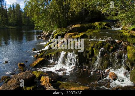 Brook, Munio, Torassieppi, Laponie, Finlande, Aekaesmilly Banque D'Images