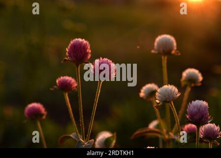 Fleurs de trèfle de prairie au soleil. Trèfle de prairie au soleil couchant. Banque D'Images