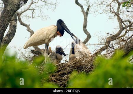 Jabiru (Jabiru mycteria) avec de jeunes oiseaux au nid, Pantanal (Ephippiorhynchus mycteria), Jabiru, Brésil Banque D'Images