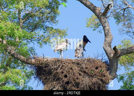 Jabiru (Jabiru mycteria) cigogne avec des petits au nid, Pantanal, Brésil (Ephippiorhynchus mycteria) Banque D'Images