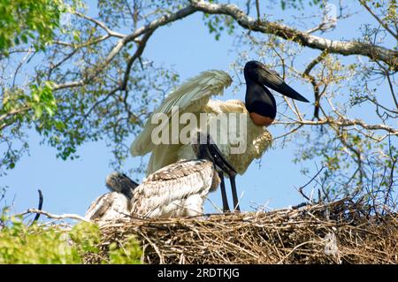 Jabiru (Jabiru mycteria) cigogne avec des petits au nid, Pantanal, Brésil (Ephippiorhynchus mycteria) Banque D'Images