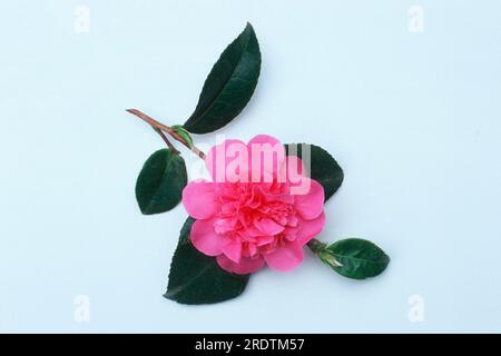 Camellia (Camellia japonica) Debbie Banque D'Images