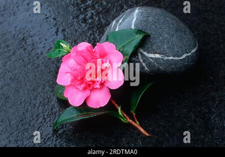 Camellia ' (Camellia japonica) Debbie ' avec pierre Banque D'Images