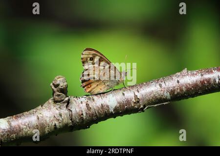 Macro image d'un papillon en bois moucheté sur une brindille. Comté de Durham, Angleterre, Royaume-Uni. Banque D'Images