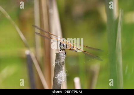 Portrait d'une libellule à quatre mouches maculées dans une réserve naturelle dans le comté de Durham, Angleterre, Royaume-Uni. Banque D'Images