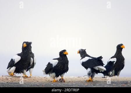 Aigles de mer de Steller (Haliaeeetus pelagicus), Hokkaido, Japon Banque D'Images