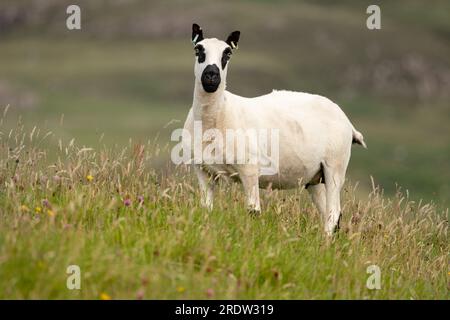 Gros plan d'une brebis de Kerry Hill ou d'un mouton femelle avec toison tondue, debout sur le machair, couvert de fleurs sauvages. Île de Canna, Petites îles, Écosse, f Banque D'Images