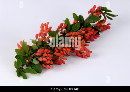 Baies d'épine dorsale, baies de vinaigre (Berberis vulgaris), tridentine, plantes d'épine dorsale (Berberidaceae) Banque D'Images