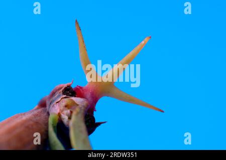 Épine d'épine d'épine, épine aigre, baie de vinaigre (Berberis vulgaris), épine de trident, plantes d'épine aigre (Berberidaceae), épine, épines Banque D'Images