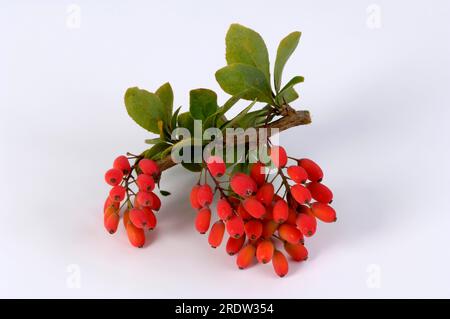 Barberry berries, sour thorn, vinegar berry (Berberis vulgaris), tridentine, sour thorn plants (Berberidaceae) Stock Photo