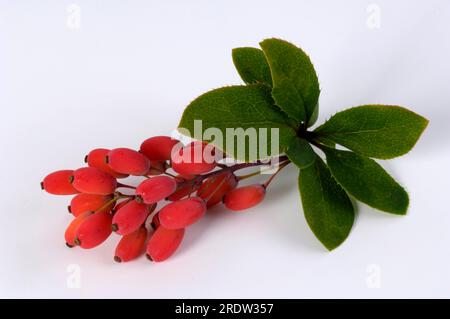 Baies d'épine dorsale, baies de vinaigre (Berberis vulgaris), tridentine, plantes d'épine dorsale (Berberidaceae) Banque D'Images