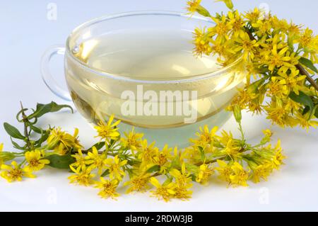 Tasse de thé à la verge d'or (Solidago virgaurea), véritable verge d'or Banque D'Images