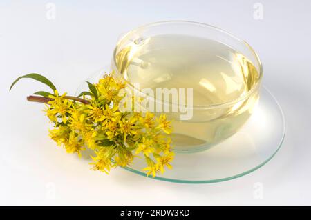 Tasse de thé à la verge d'or (Solidago virgaurea), véritable verge d'or Banque D'Images