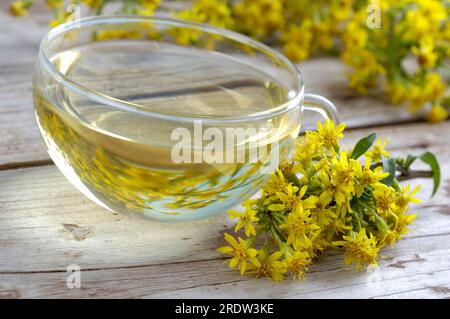 Tasse de thé à la verge d'or (Solidago virgaurea), véritable verge d'or Banque D'Images