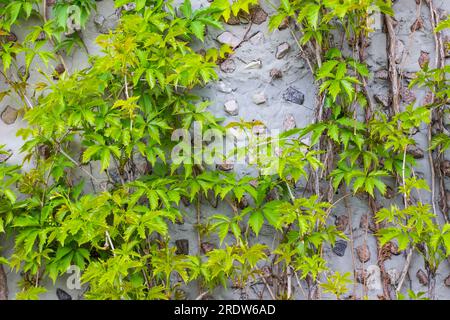 Lierre verte escaladant un mur de béton. Gros plan. Banque D'Images