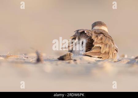 Échassiers ou oiseaux de rivage, poussin de pluvier kentish sur la plage. Banque D'Images