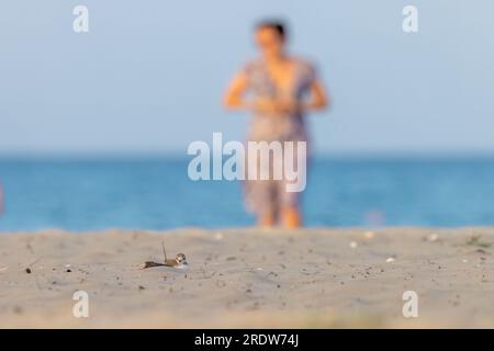 Échassiers ou oiseaux de rivage, poussin de pluvier kentish sur la plage. Banque D'Images