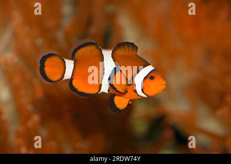 Poisson-clown de l'est, poisson-clown véritable, harlequinfish, anémonefish de la bande de deuil (Amphiprion percula) anémonefish de clown, exempté Banque D'Images