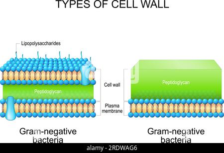 Types de parois cellulaires bactériennes. Bactéries Gram négatif et bactéries Gram négatif. comparaison, structure et composition. Illustration vectorielle Illustration de Vecteur