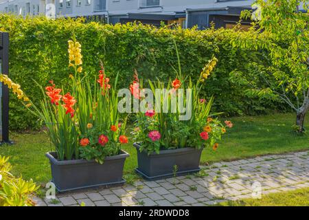 Belle vue de fleurs colorées dans les lits de jardin sur fond de nature verte sur la journée ensoleillée d'été. Banque D'Images