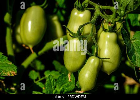 Grappes de tomates San Marzano vertes non mûres cultivées maison, biologiques et saines. Groupe de tomates vertes sur plante verte dans le jardin. Banque D'Images