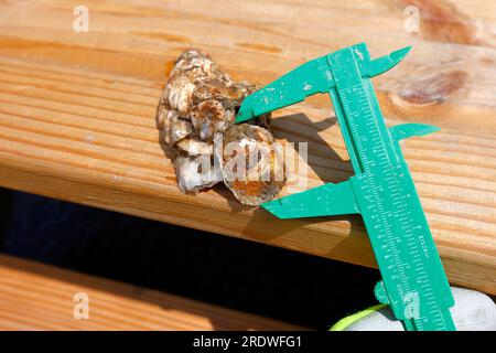 Mesure de la croissance des huîtres à une station de recherche du billion Oyster Project sur la rivière East à New York, 15 juillet 2023. Banque D'Images