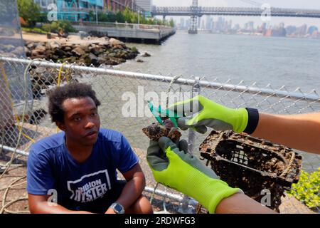 Mesure de la croissance des huîtres à une station de recherche du billion Oyster Project sur la rivière East à New York, 15 juillet 2023. Banque D'Images