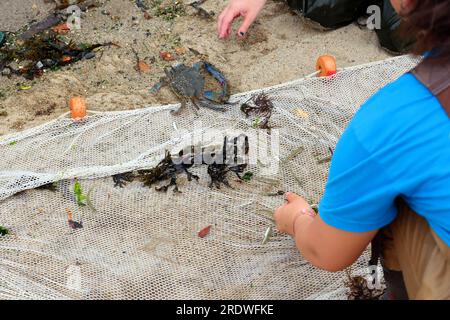 Un crabe bleu adulte et divers petits poissons trouvés par le personnel du Brooklyn Bridge Park Conservancy à la senne de l'East River, New York City, le 15 juillet 2023. Banque D'Images