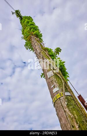 Poteau téléphonique vertical haut avec lierre mort et plante rampante verte grimpant vers le haut Banque D'Images